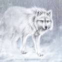 Snow wolf