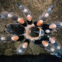 Brachypelma smithi :-*