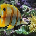 Copperband butterflyfish