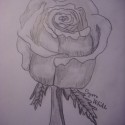 Rose ♥ 