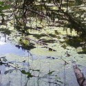 Ukážka z obrázkov v albume La nature