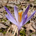 šafrán (crocus)