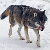 Canislupus