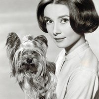 Ak tu niekedy niekde uvidíte nebezpečný flejm, tak ma otagujte a ja sem pridám fotku Audrey Hepburn s nejakým zvieratkom.