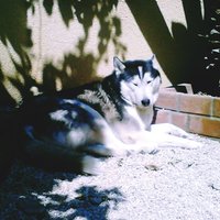 moj husky pravidelne vyvracia mýtus že tieto psy neznášajú teplo a schovávajú sa pred slnkom
