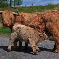 zo skupiny Spirit Guides and Animal Totems . <3 Veľký rešpekt pre kravy... pozrite kampaň Bílé Minus, ak to tiež tak vnímate (a ak nie, tým skôr).