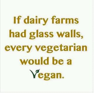 Ak by mliečne farmy mali presklené steny, každý vegetarián by bol vegán.