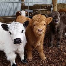 I care about health. And I am vegan for health. Health of these babies.