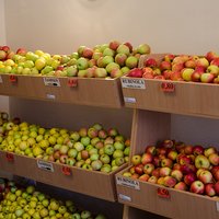  moar apple cultivars