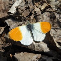 Anthocharis cardamines