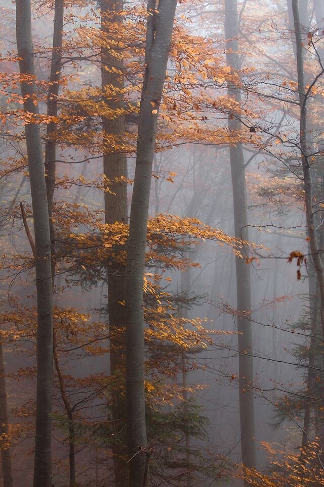 Milujem jeseň :3 hoďte do komentára nejaký krásny jesenný obrázok vhodný ako tabeta na mobile :)