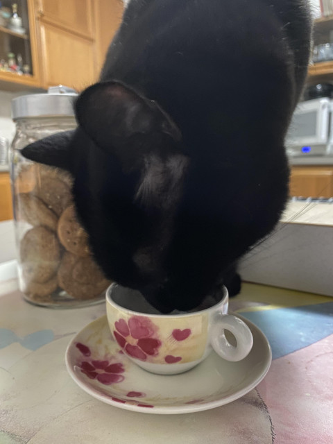 ☕ :cat: