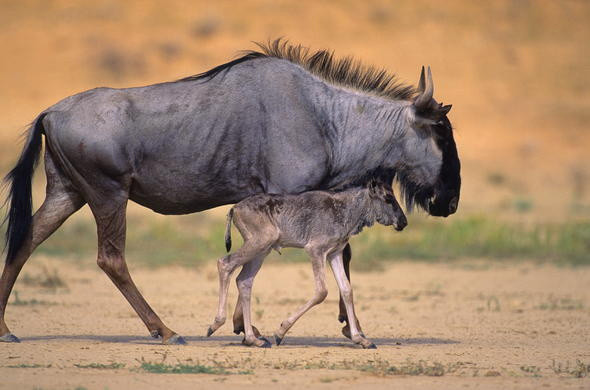 Blue wildebeest (Connochaetes taurinus)- modrý pakôň. Podla neho vznikol aj druhy najvyznamnejsi slovensky informacny portal modry konik.sk 