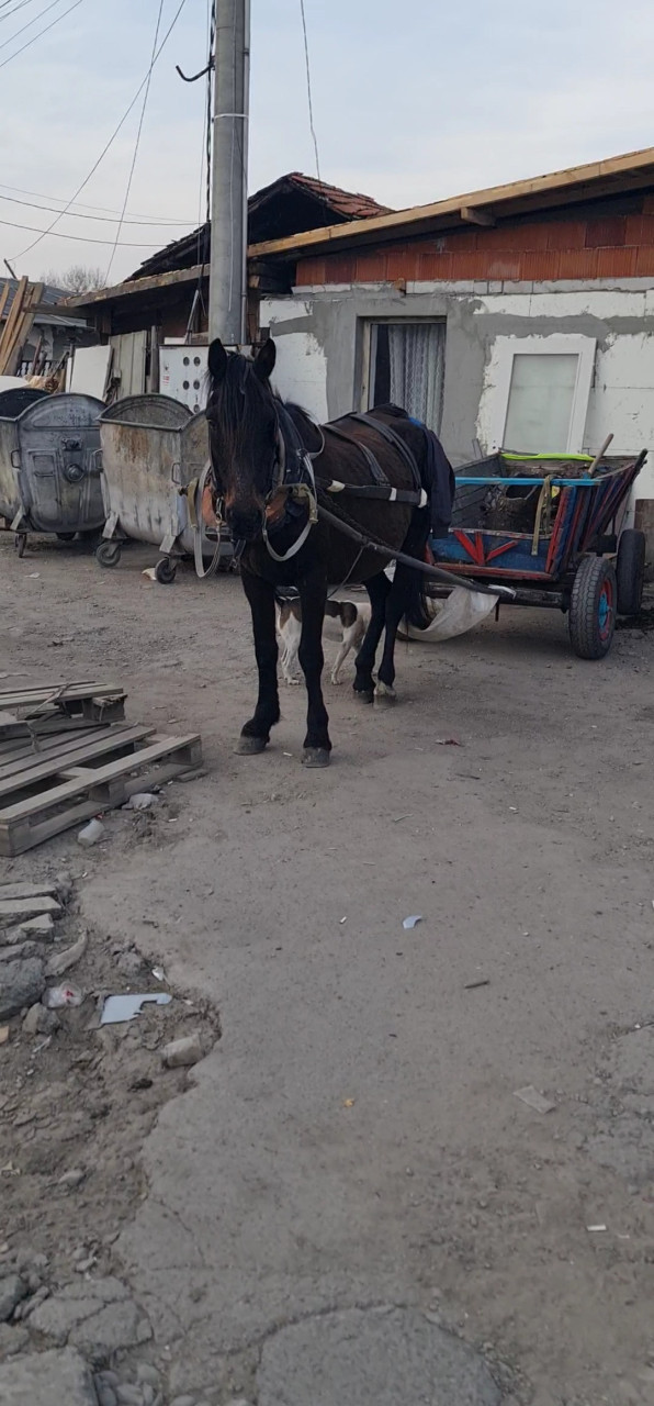 Bulgarian Mustang