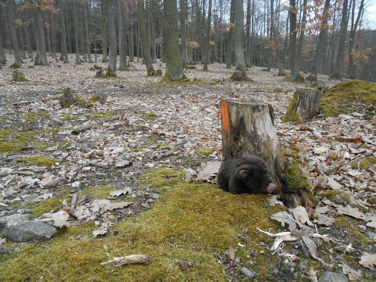 vzali sme dnes diviaka do lesa, kráčame si stezkou a po 2 km si uvedomím, že sa mi kdesi zatúlal! vraciame sa spátky, smutná z toho ako môžem byť taký nezodpovedný rodič a ľaľa, prasátko nás poslušne čakalo pri pníku!